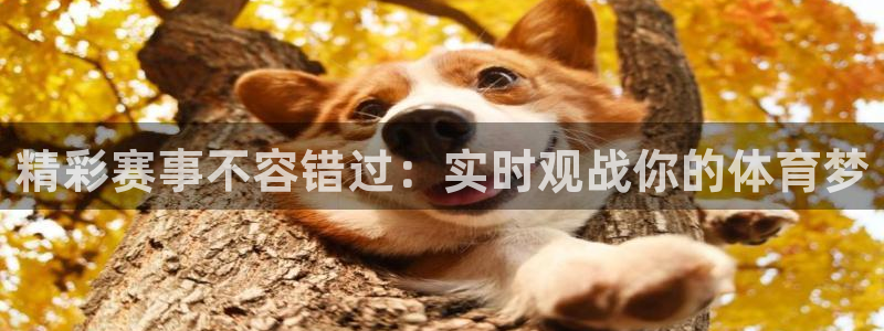精彩赛事不容错过：实时观战你的体育梦