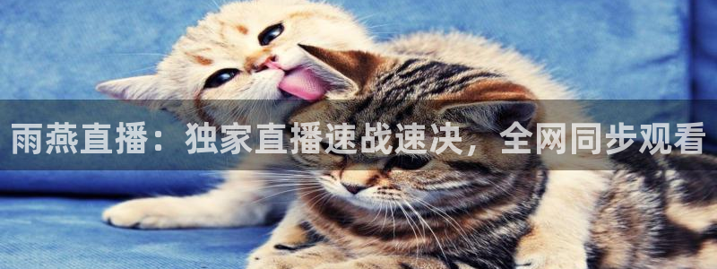 雨燕直播：独家直播速战速决，全网同步观看