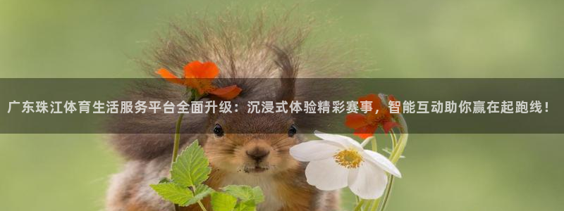 广东珠江体育生活服务平台全面升级：沉浸式体验精彩赛事，智能互动助你赢在起跑线！