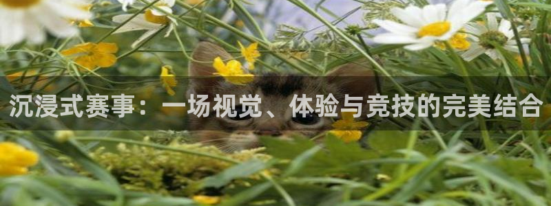 沉浸式赛事：一场视觉、体验与竞技的完美结合