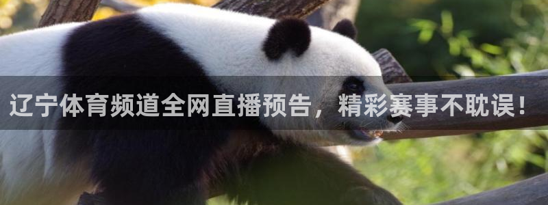 辽宁体育频道全网直播预告，精彩赛事不耽误！