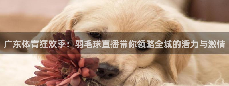 广东体育狂欢季：羽毛球直播带你领略全城的活力与激情
